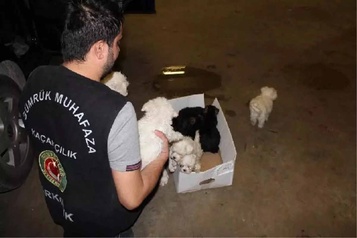 Otomobildeki Çantadan Köpek Çıktı