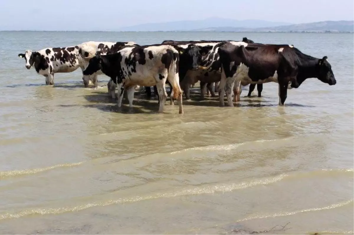 Sıcaktan Strese Giren Sığırların İmdadına Kuş Cenneti Yetişti