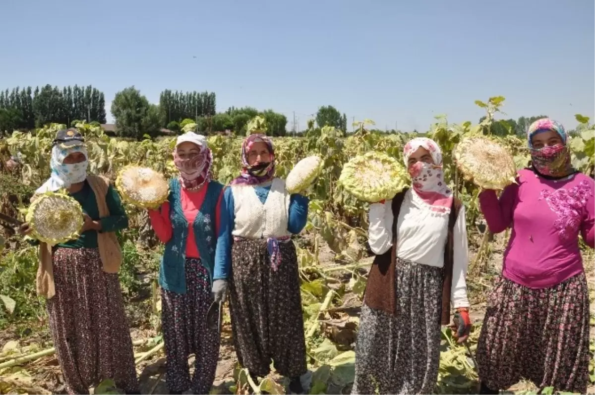 Ayçekirdeği Hasadı Umutlu Başladı