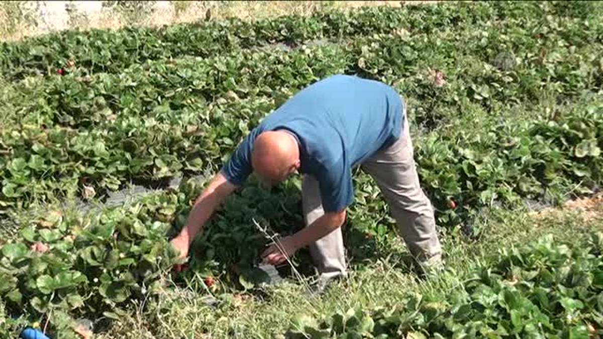 Deneme amaçlı ekilen çilekte hasat zamanı - K.