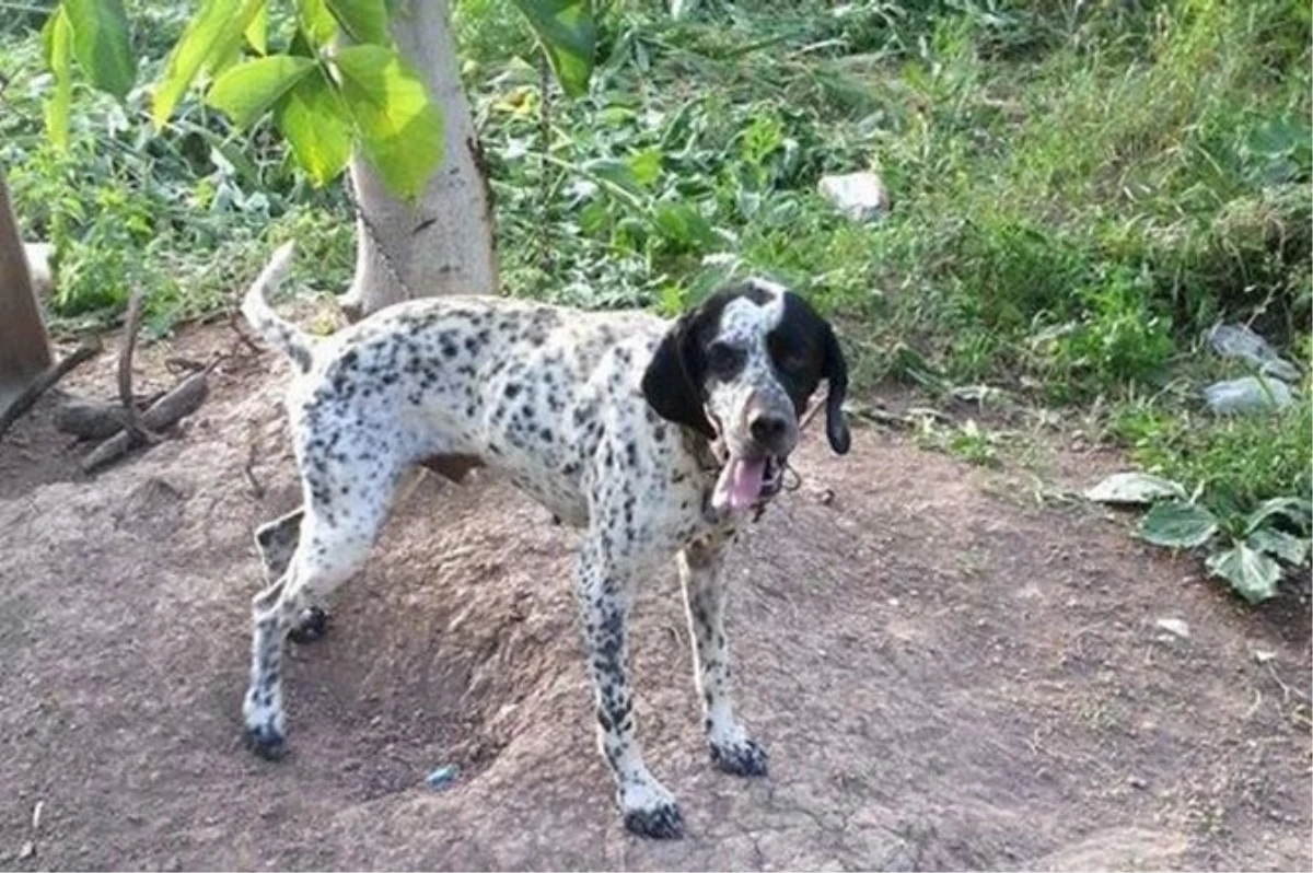 Kaybettiği Köpeğini Sosyal Medya Aracılığı ile Arıyor