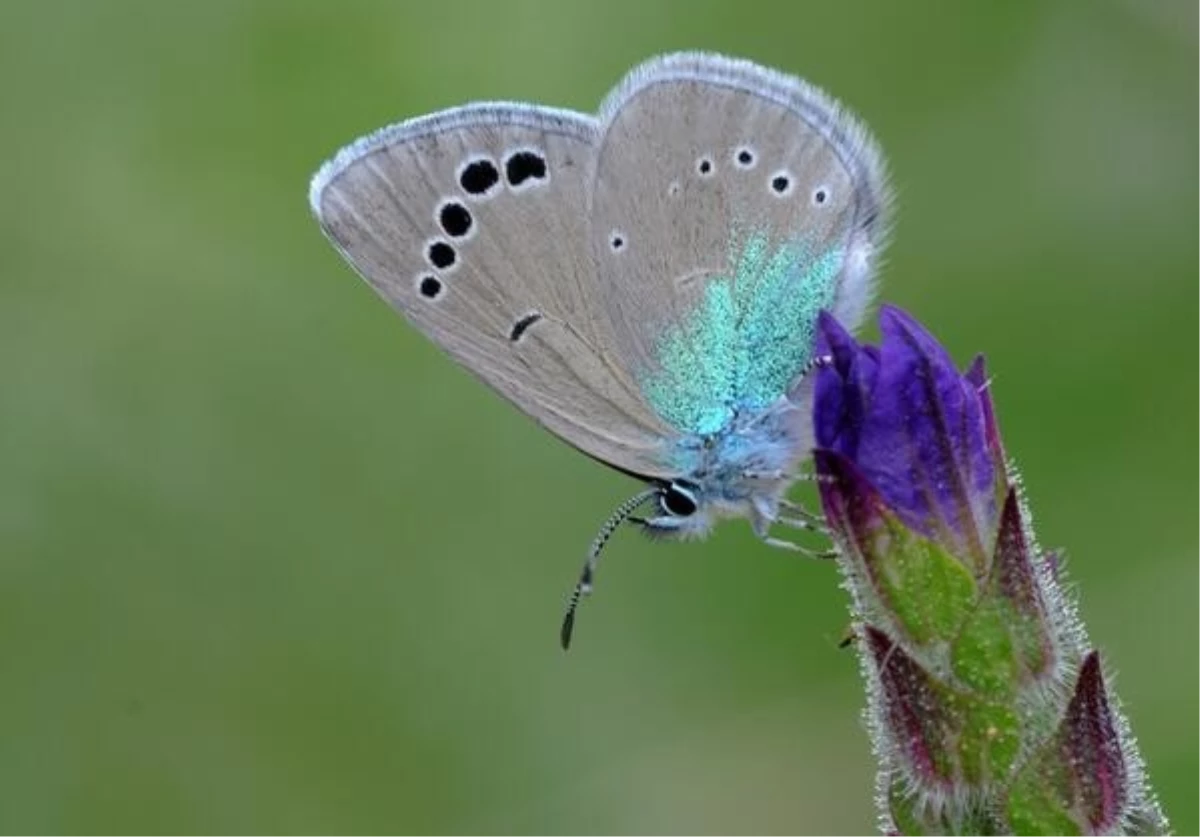 "Saimbeyli Mavisi" Kelebeği Yeniden Ortaya Çıktı