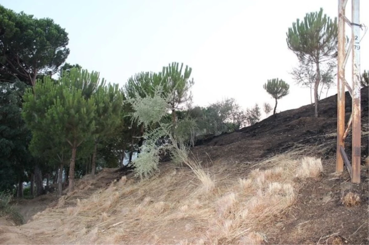 Sultanhisar ve Karacasu\'da Orman Yangını