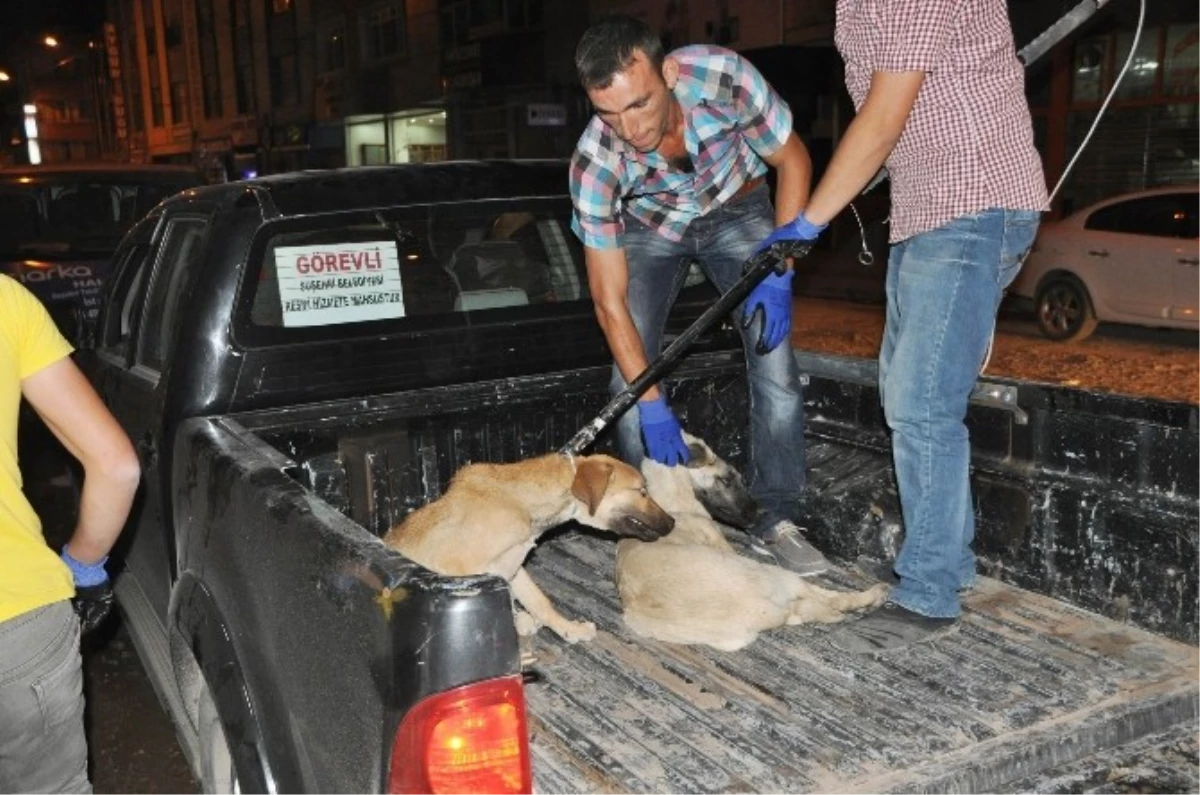 Suşehri\'nde Sokak Köpekleri Toplatıldı