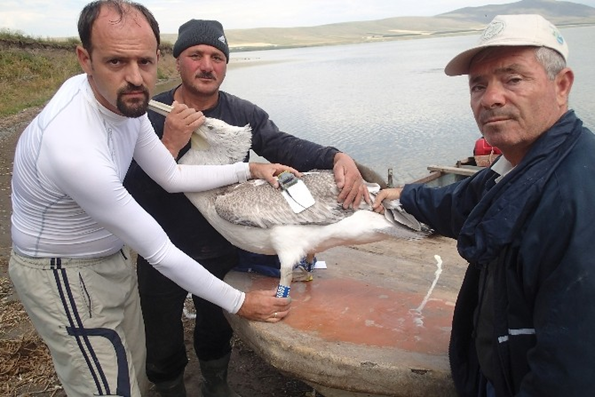 Tepeli Pelikanlar Uydudan İzlenecek