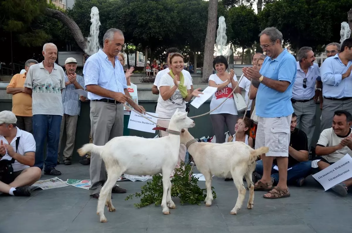 Antalya\'da Keçili Rotasyon Eylemi