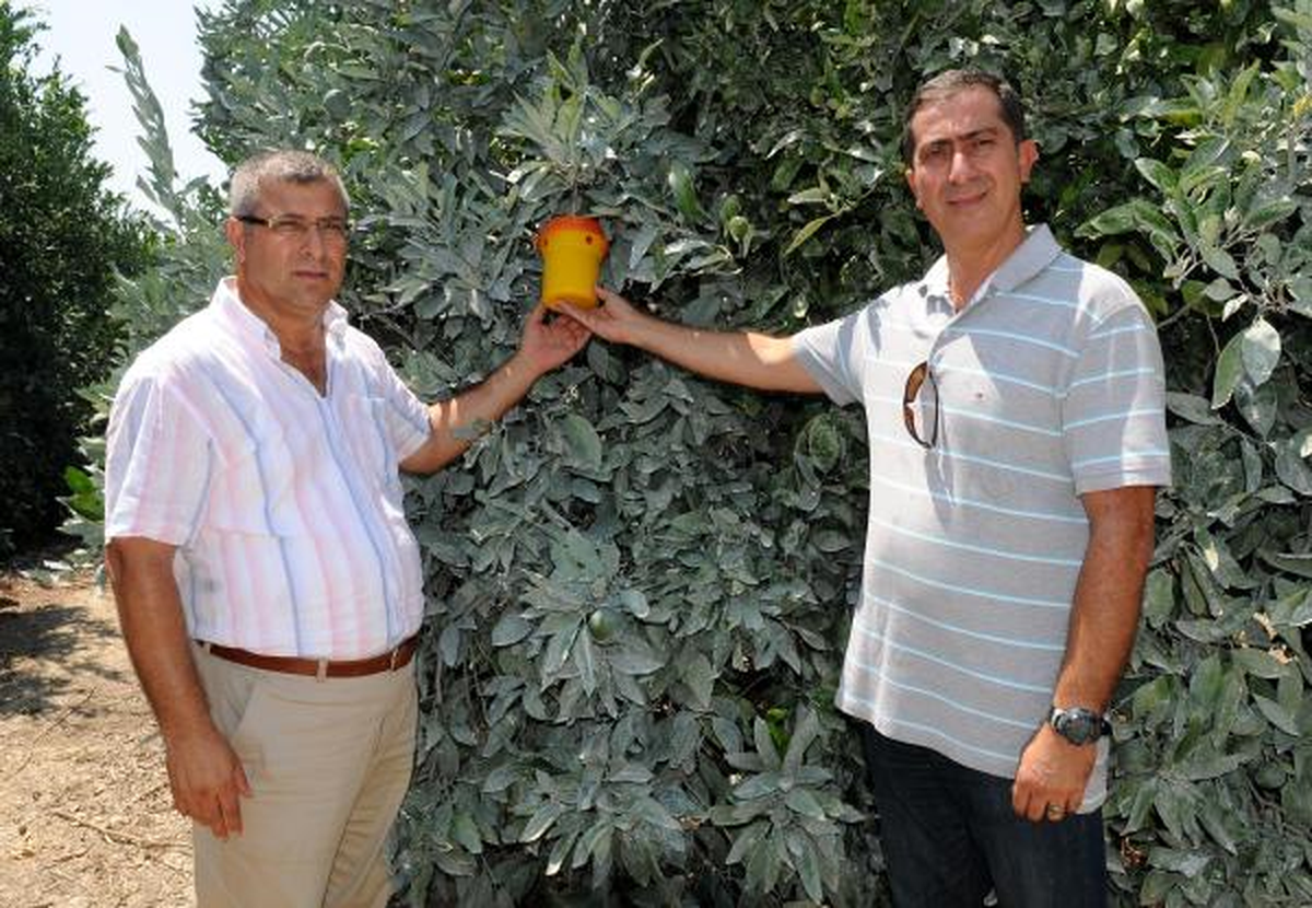 Dalda Kalan Greyfurt Meyve Sineği Zararlısını Artırdı
