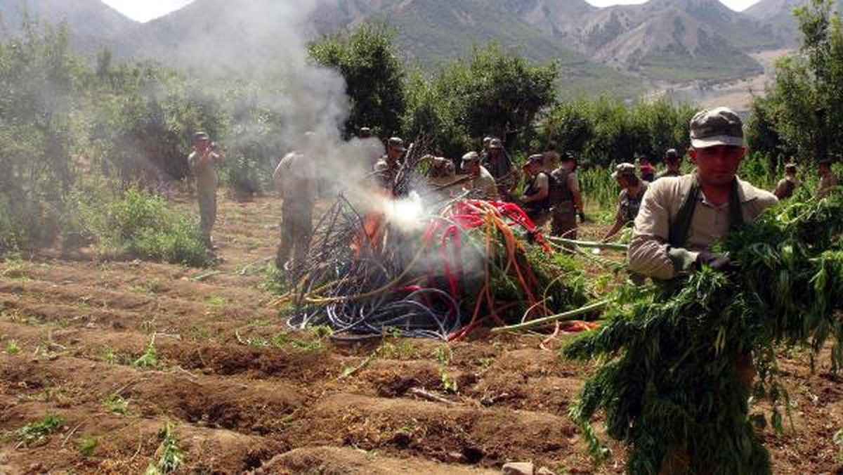 Elazığ\'da Esrar Tarlalarına Baskın