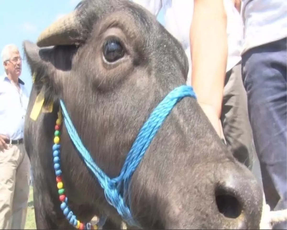 Tekirdağ'da En Güzel Malak Yarışması