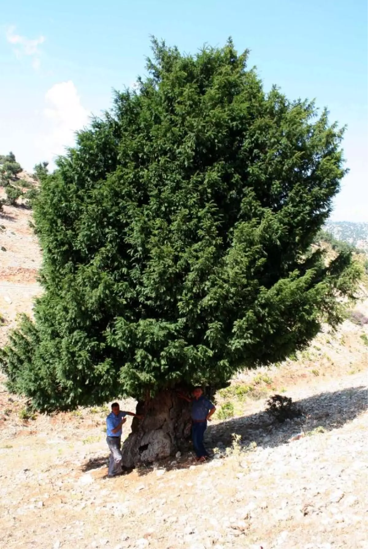 1200 Yıllık Porsuk \'Anıt Ağaç\' Olarak Tescillenecek