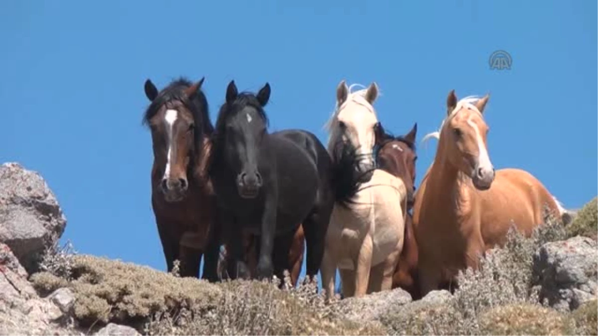 Karaman\'da Kuraklık Yılkı Atlarını da Susuz Bıraktı