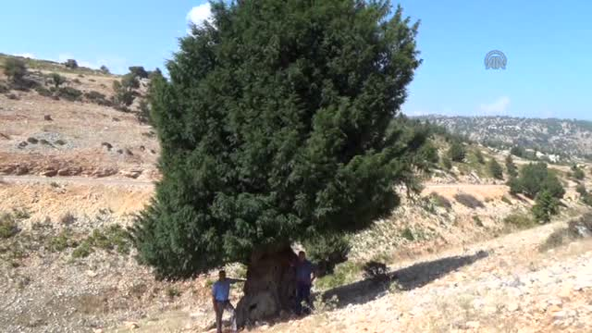 Bin 200 yıllık ağaca tescil çalışması -