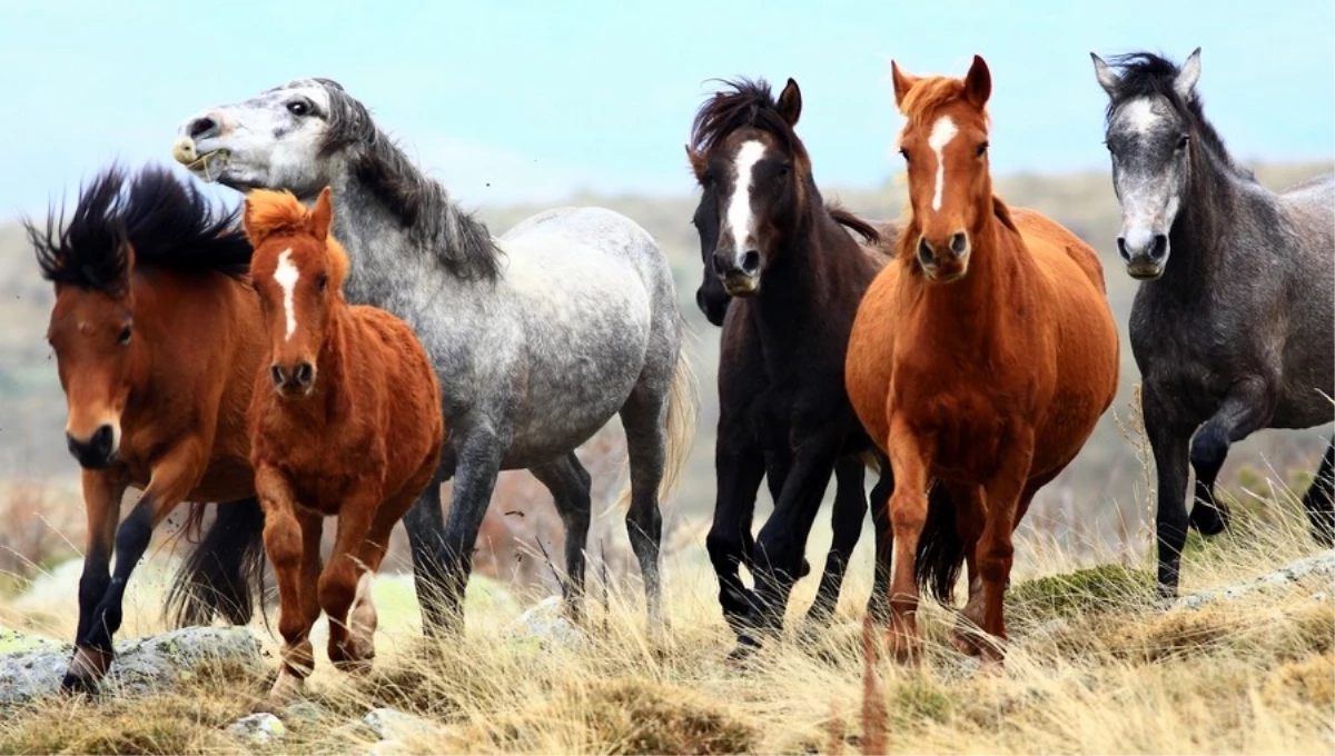 Karadağ\'da Bulunan Yılkı Atlarına Su Bırakılıyor