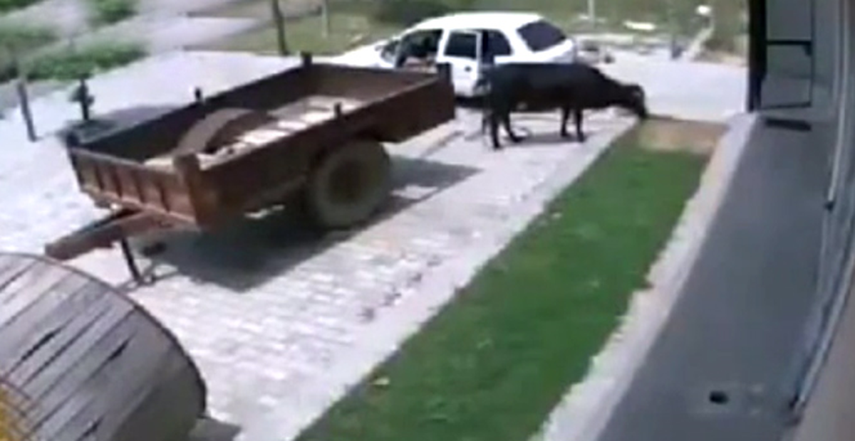 Koskoca İneği Otomobilin Arka Koltuğuna Sığdırıp Çaldı