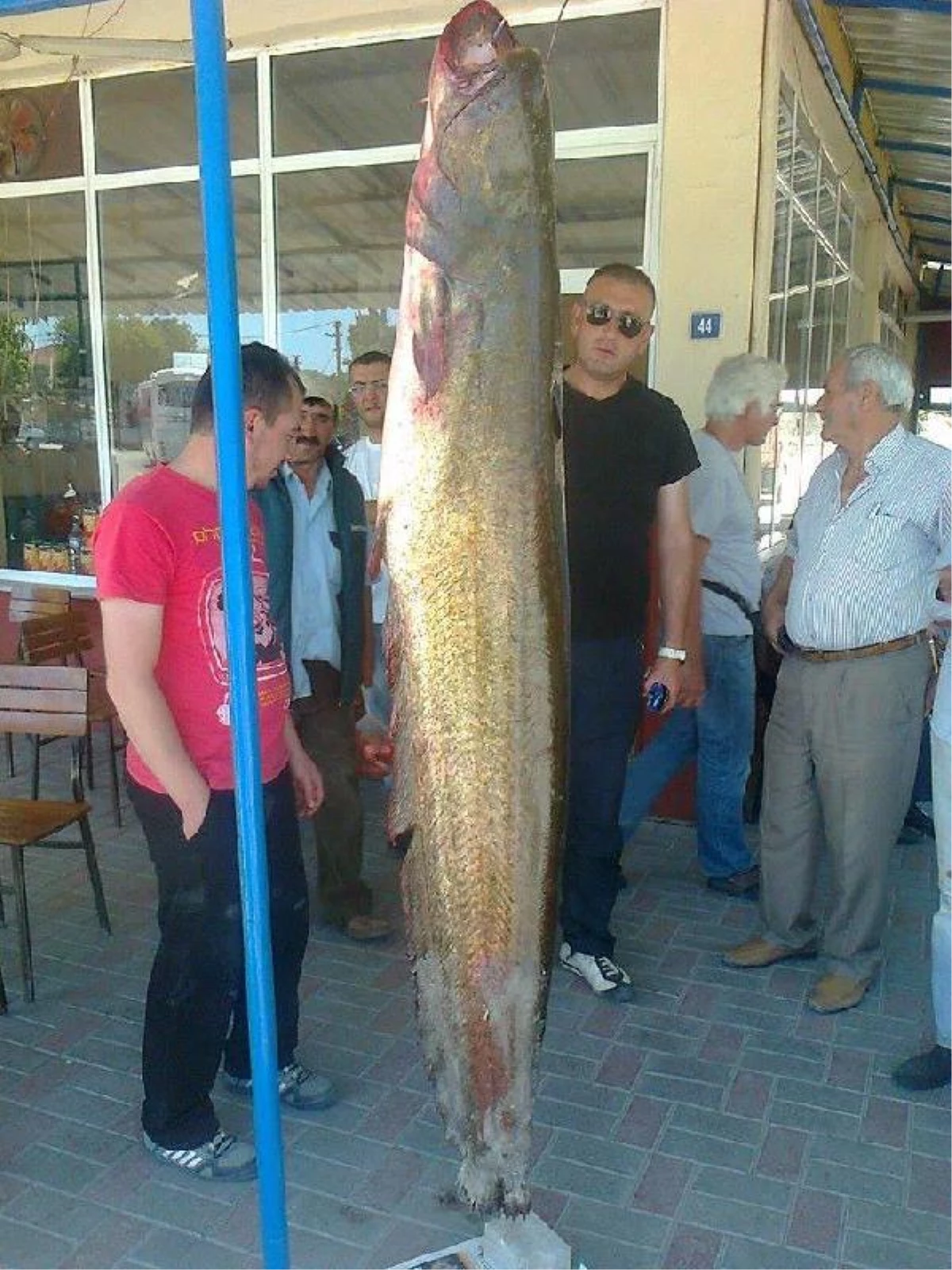 60 Kiloluk Dev Balık Görenleri Şaşırttı