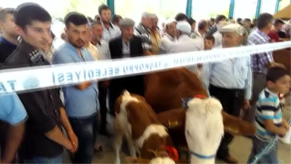 Buzağılar Görücüye Çıktı