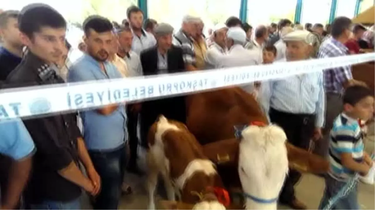 Taşköprü\'de Sarımsak ve Buzağılar Görücüye Çıktı