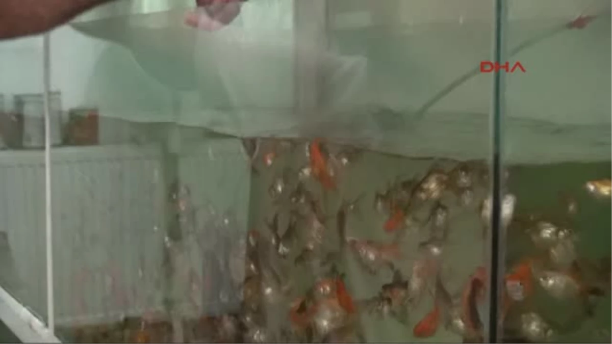 Zevk İçin 10 Bin Akvaryum Balığı Besliyor