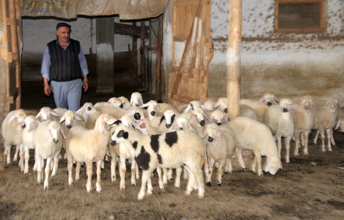 Tokat\'ta Besici İsyan Etti