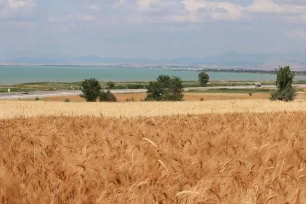 Beyşehir\'de Kuraklık Hububat Üreticisini Etkiledi