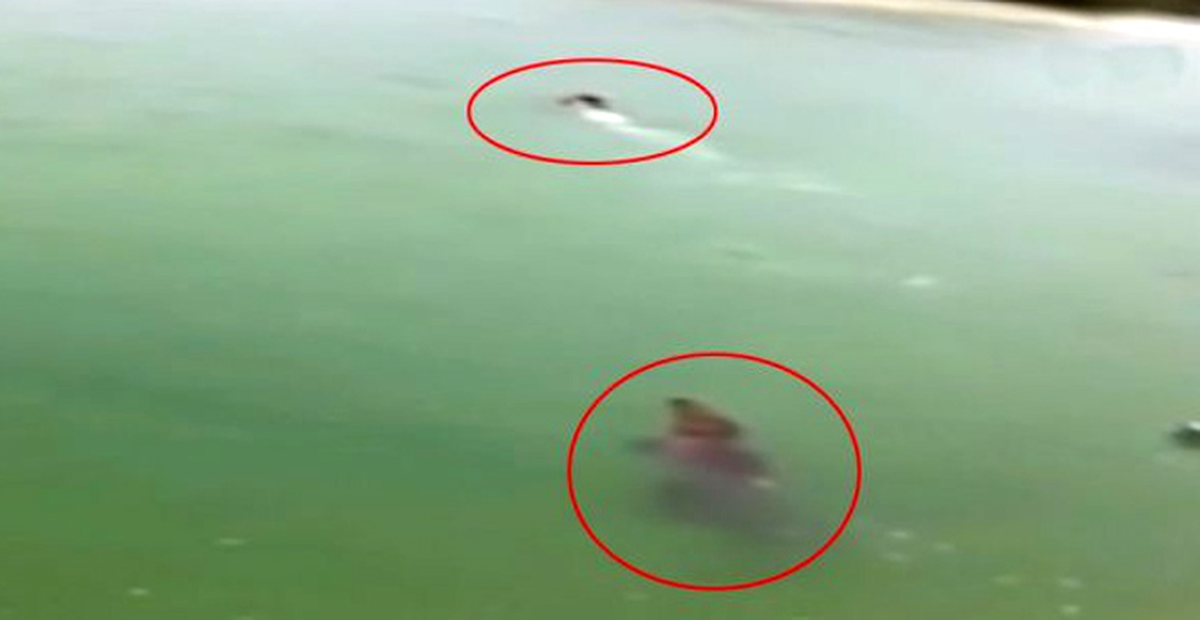 Küçük Çocuk Dev Timsahtan Yüzerek Kurtuldu