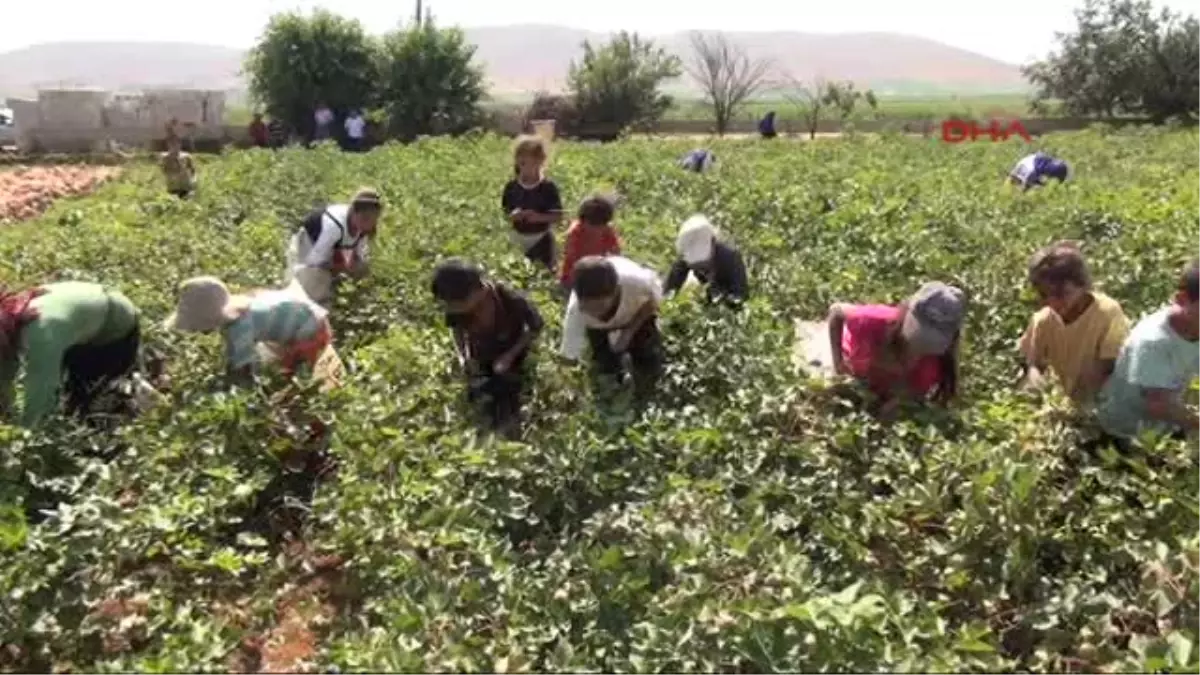 Beyaz Altın\'da Hasat Zamanı