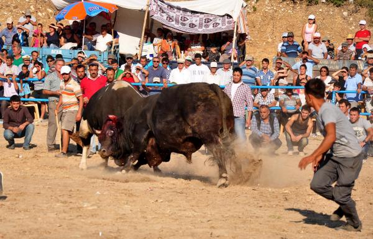Boğa Güreşleri Festivali