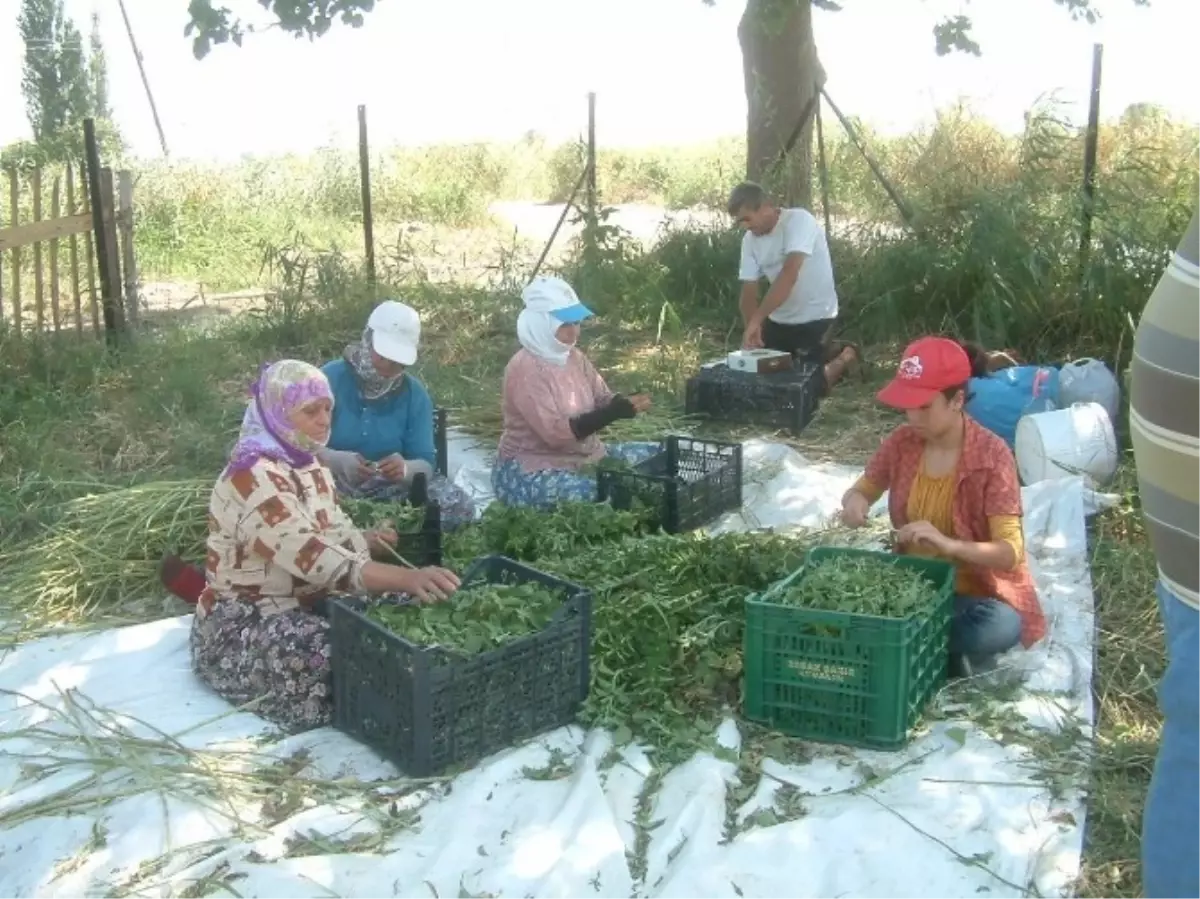 Burhaniye\'de Stevia Hasadı Kadınlara İş Oldu