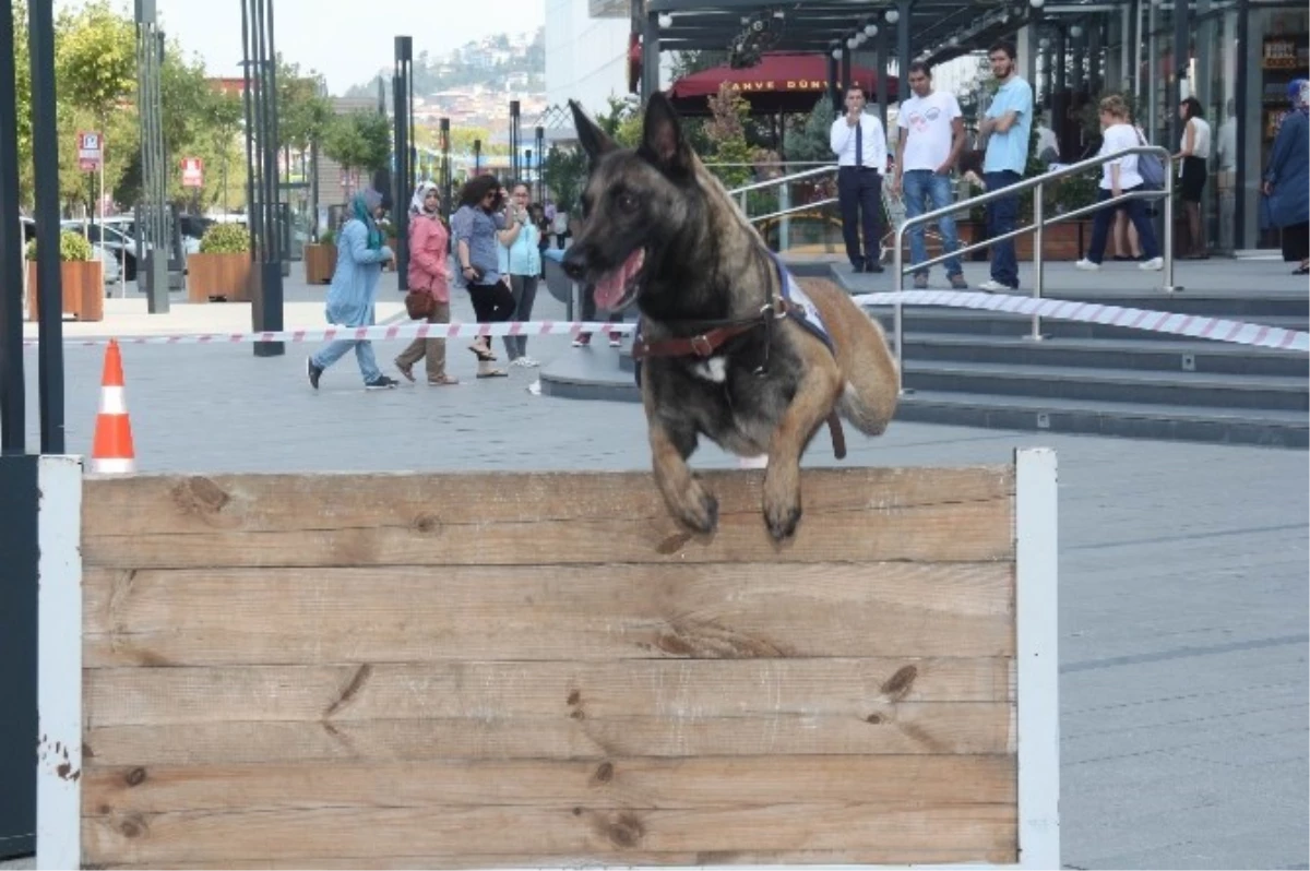 Piazza\'da Canlı Arama Köpeklerinden Gösteri