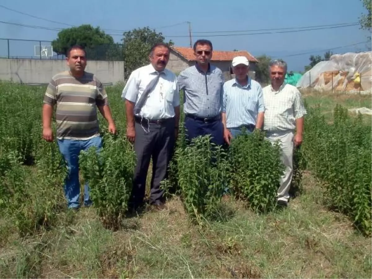 Şeker Otu Üretimi Umut Vaadediyor