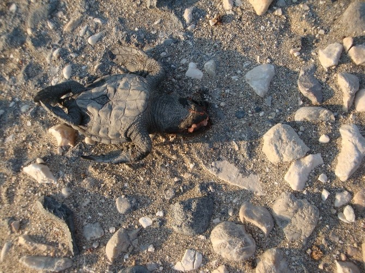 Yavru Caretta Carettalar Denize Ulaşamadan Öldü
