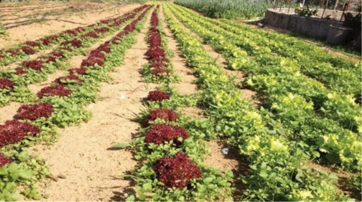 İstanbul\'un En Önemli Yerel Sebze Kaynağı Sarıyer-Gümüşdere\'deki Tarım Arazisi Satılıyor