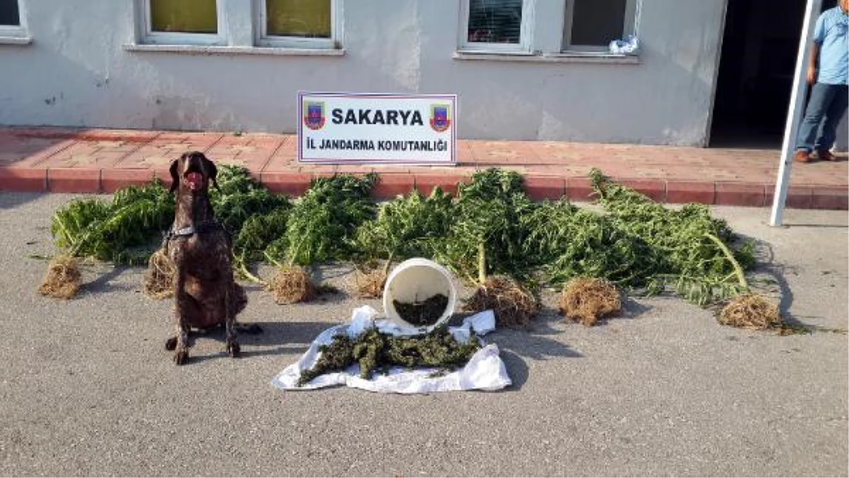 Narkotik Köpeği Rozet\'in Operasyon Hatırası