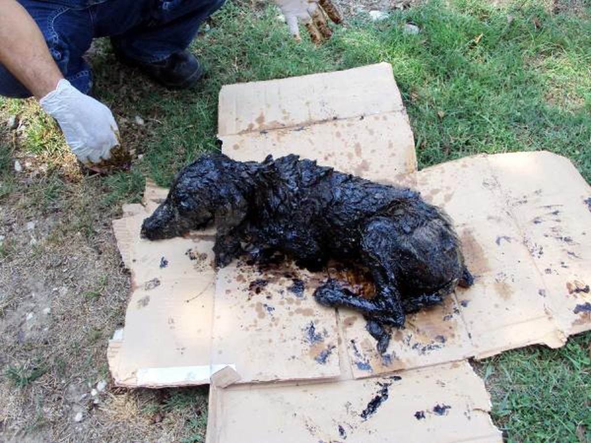 Vücudu Zift İçinde Kalan Köpek, Ölümden Döndü