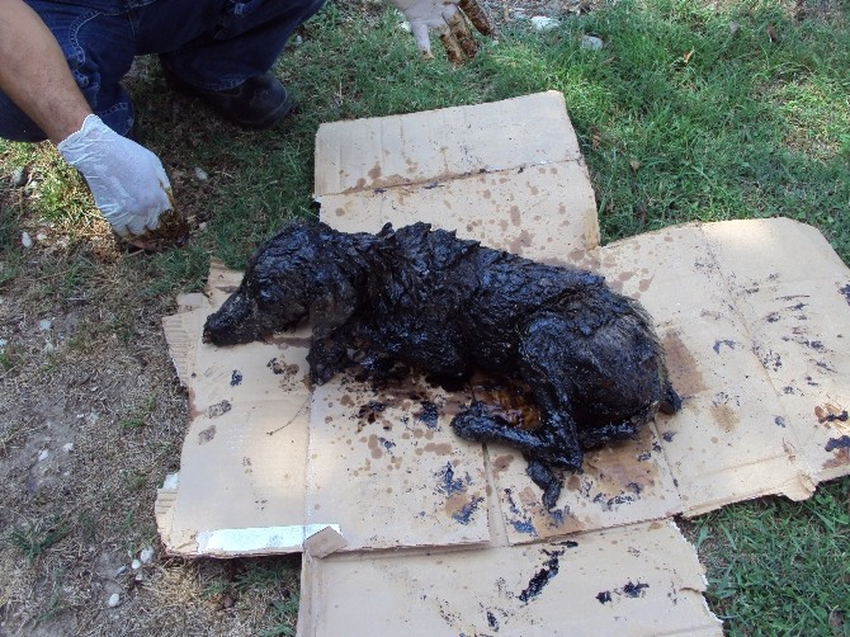 Zift İçinde Kalan Köpek Ölümden Döndü