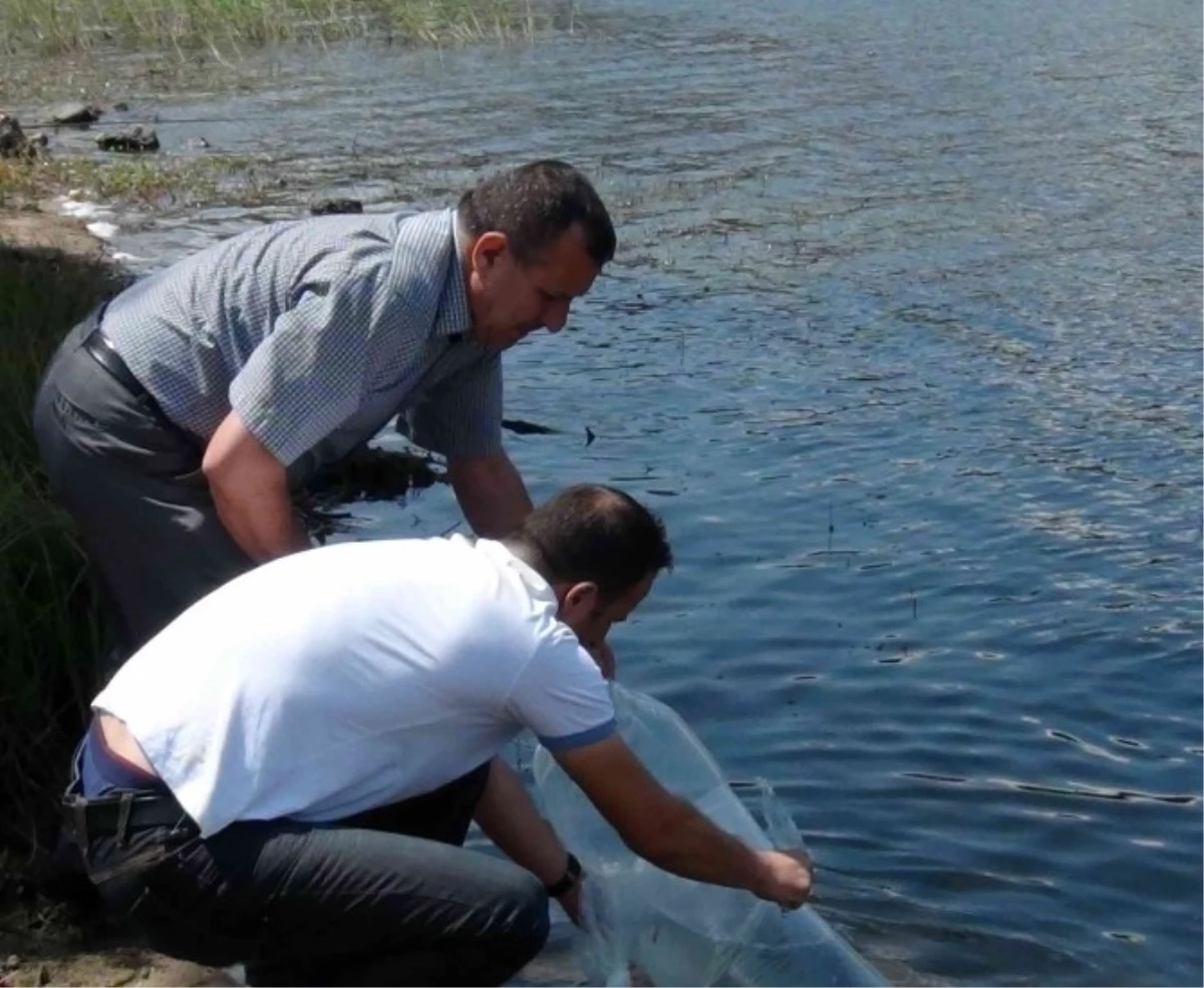 Simav\'daki Göletlere 32 Bin Balık Bırakıldı
