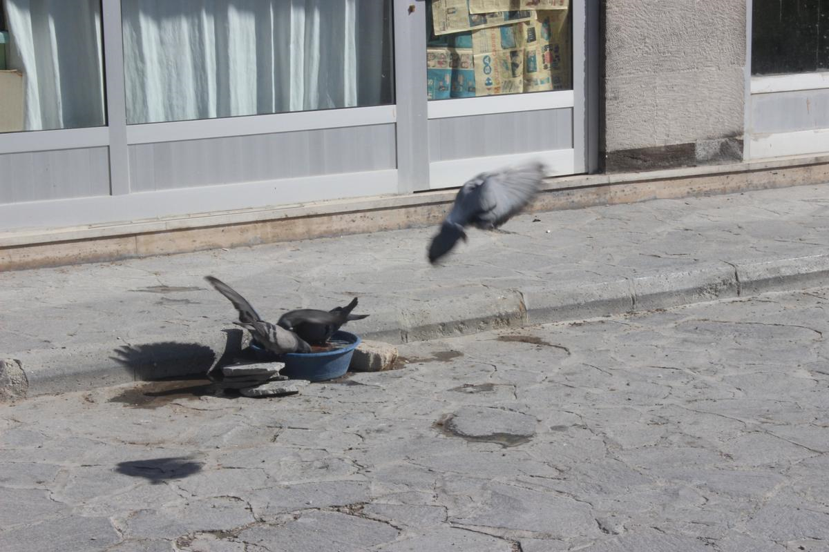 Karapınar\'da Esnaftan Güvercinlere Su Desteği