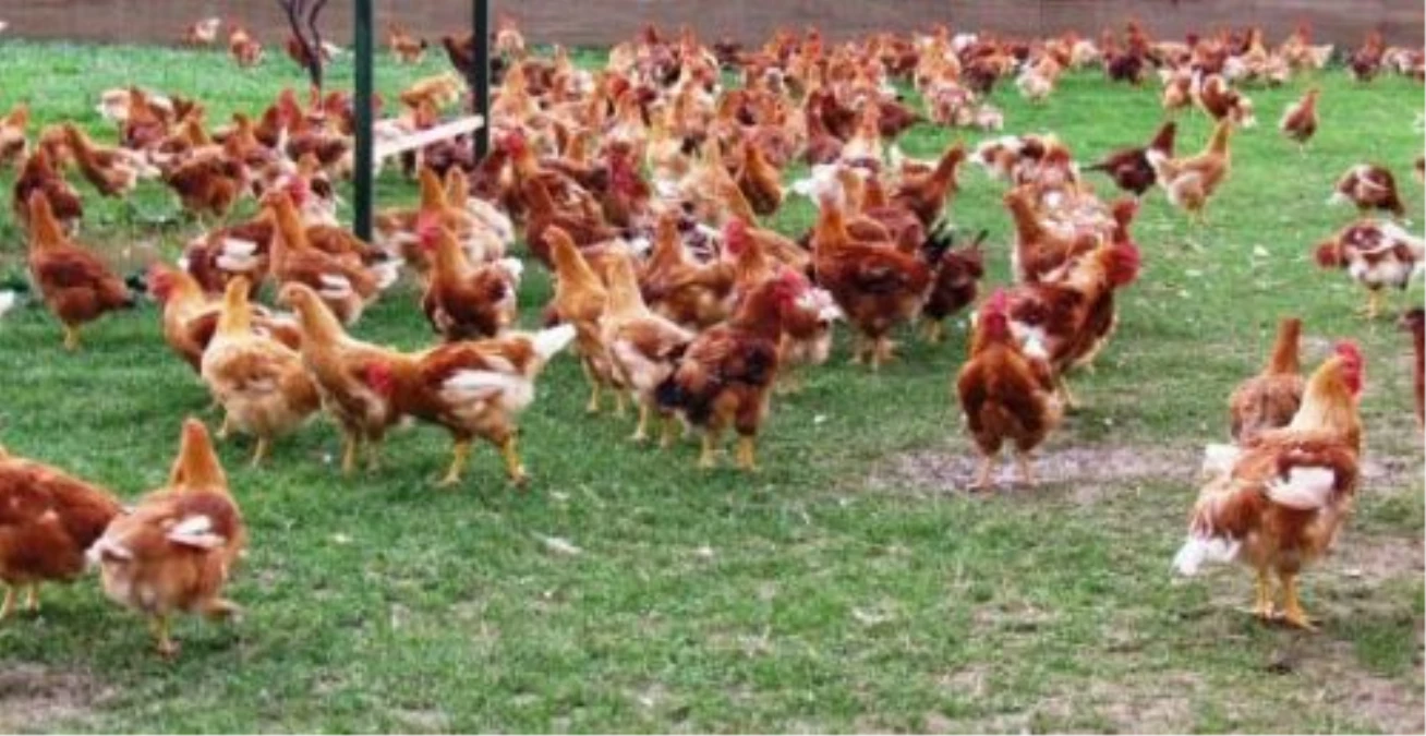 Kırıkkale\'de Çiftçilere 4 Bin Tavuk Dağıtıldı