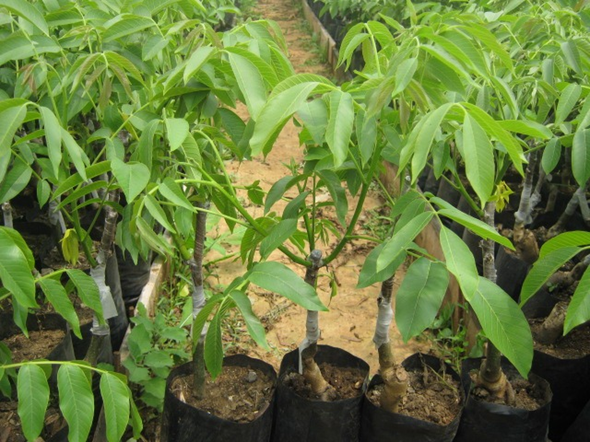 Ceviz Fidanı ile Yaşama Tutunuyorlar