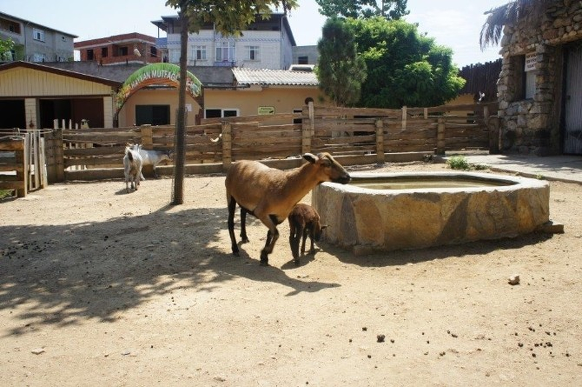 Kamerun Koyunlarına İlgi Giderek Artıyor