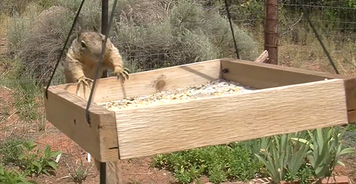 Kuşların Yemine Dadanan Sincaba Tuzak Kurdu