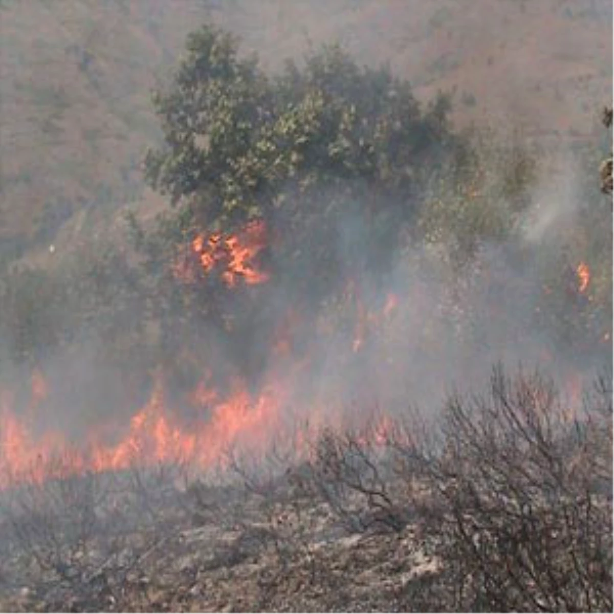 Adana\'da Orman Yangını