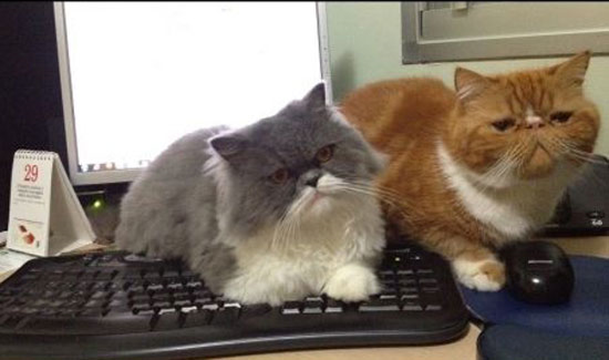 Kedi Videoları ile Hack!