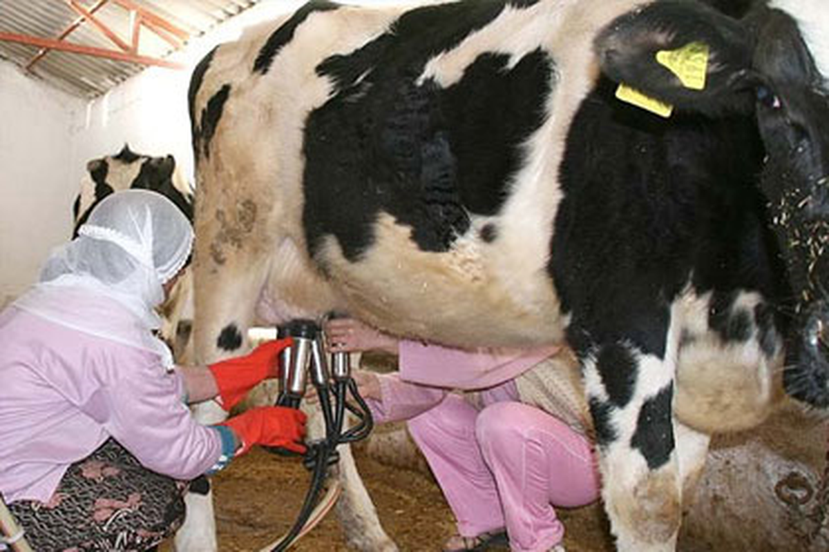 Bursa Ticaret Borsasında Ürün Fiyatları