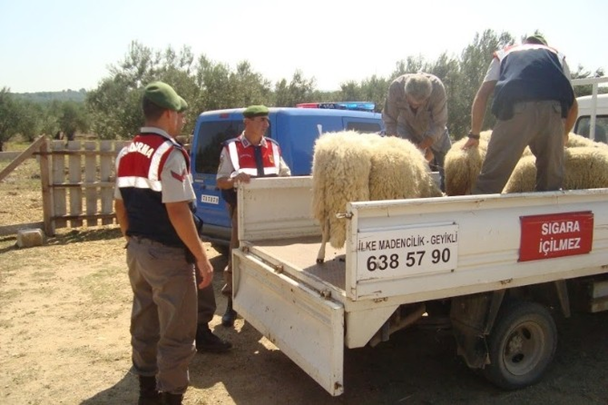 Çanakkale\'de Hayvan Hırsızlığı