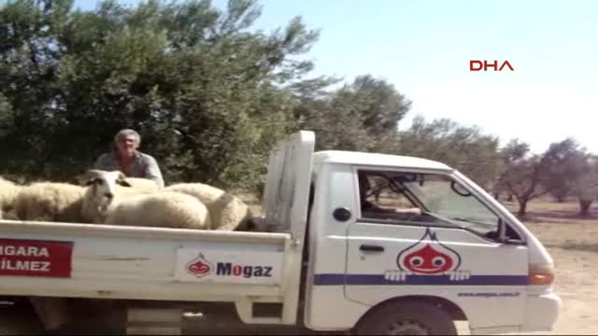 Jandarmadan Hayvan Hırsızlığına Operasyon