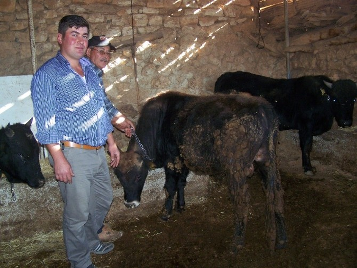 Korkuteli\'nde Kurbanlıklar Besiye Çekildi