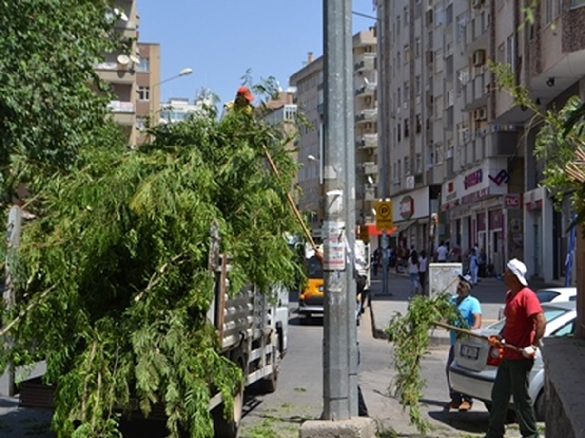 Diyarbakır\'da Lise Caddesindeki Ağaçlar Budanıyor