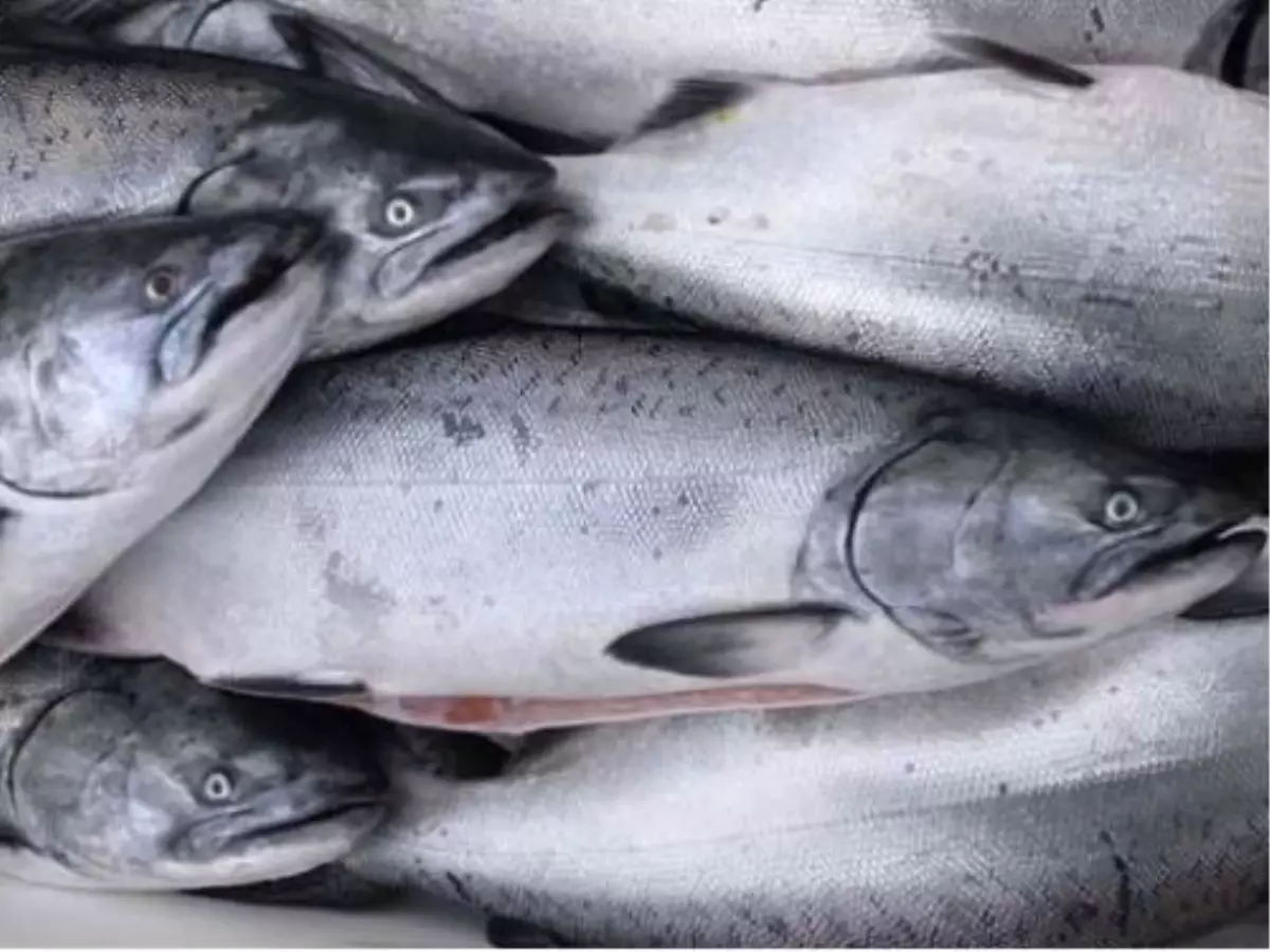 Manyas Barajı\'nda Yılda Ortalama 300 Ton Kültür Balığı Yetiştiriliyor