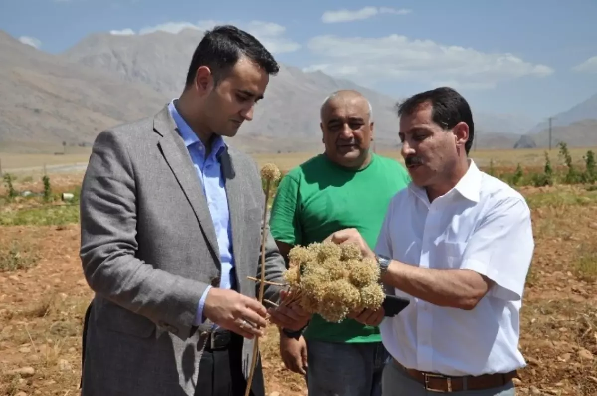 Tunceli\'de Dağ Sarımsağı Tarlada Yetiştiriliyor